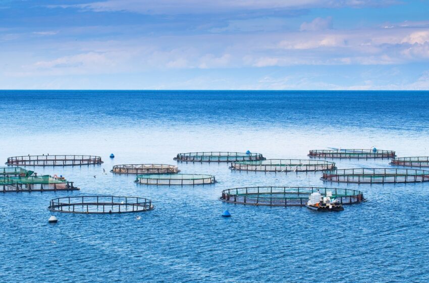  Las tecnologías sostenibles aprovechan la expansión de la acuicultura y aportan más eficiencia al sector