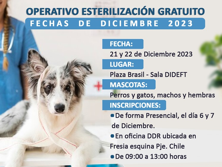  Municipalidad de Pucón realizará operativo gratuito de esterilización de mascotas
