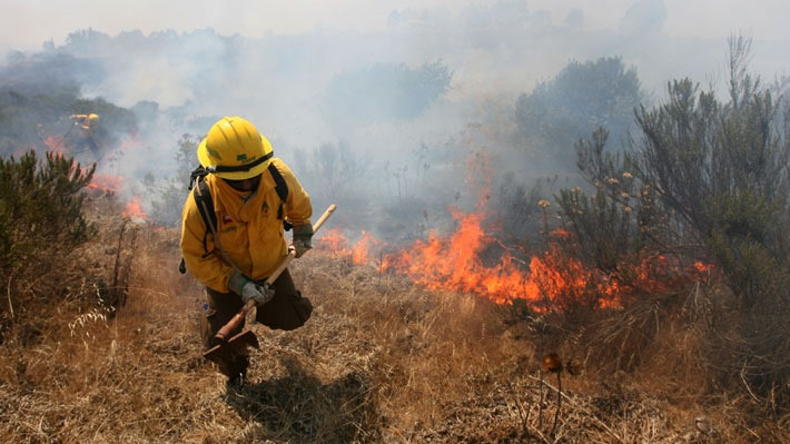  Declaran Alerta Roja por incendio forestal que amenaza a Reserva Nacional Alto Bio Bío en Lonquimay