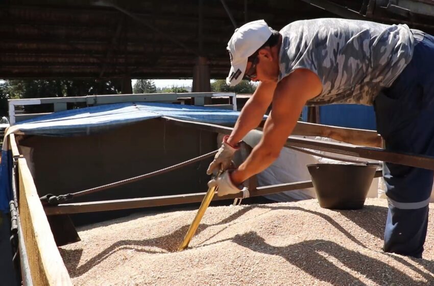  Comenzará la compra de trigo por parte de Cotrisa a pequeños agricultores de La Araucanía