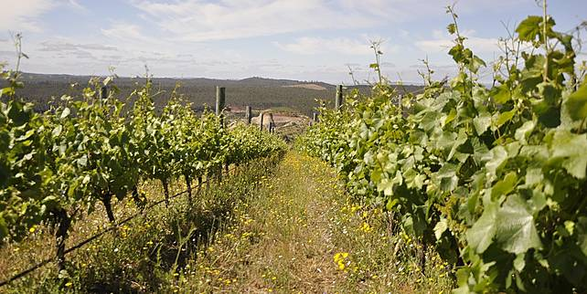  Ruta del vino Araucanía lanza sitio online para reservar experiencias turísticas vitivinícolas durante todo el año