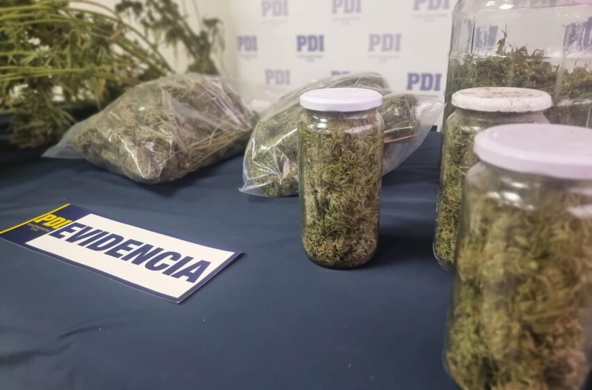  PDI incauta más de 4 Kilos de droga desde un invernadero en la localidad de Ñancul en Villarrica