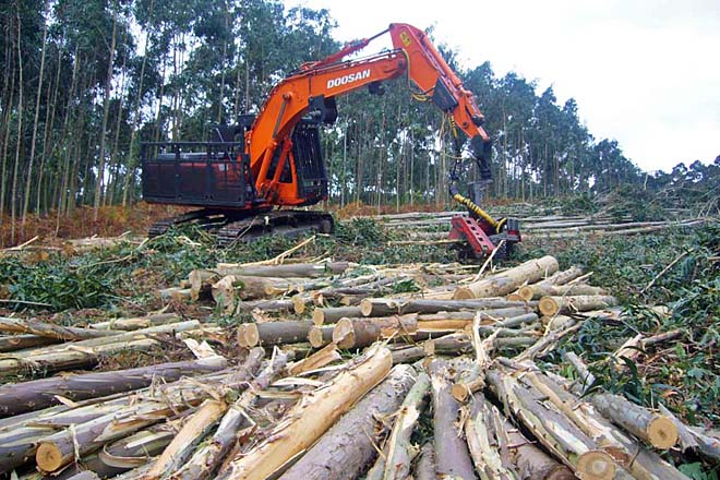  Gremios de la madera critican la ausencia de CONAF en el debate por la crisis del sector forestal